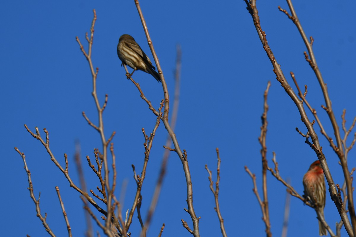 House Finch - ML647180798