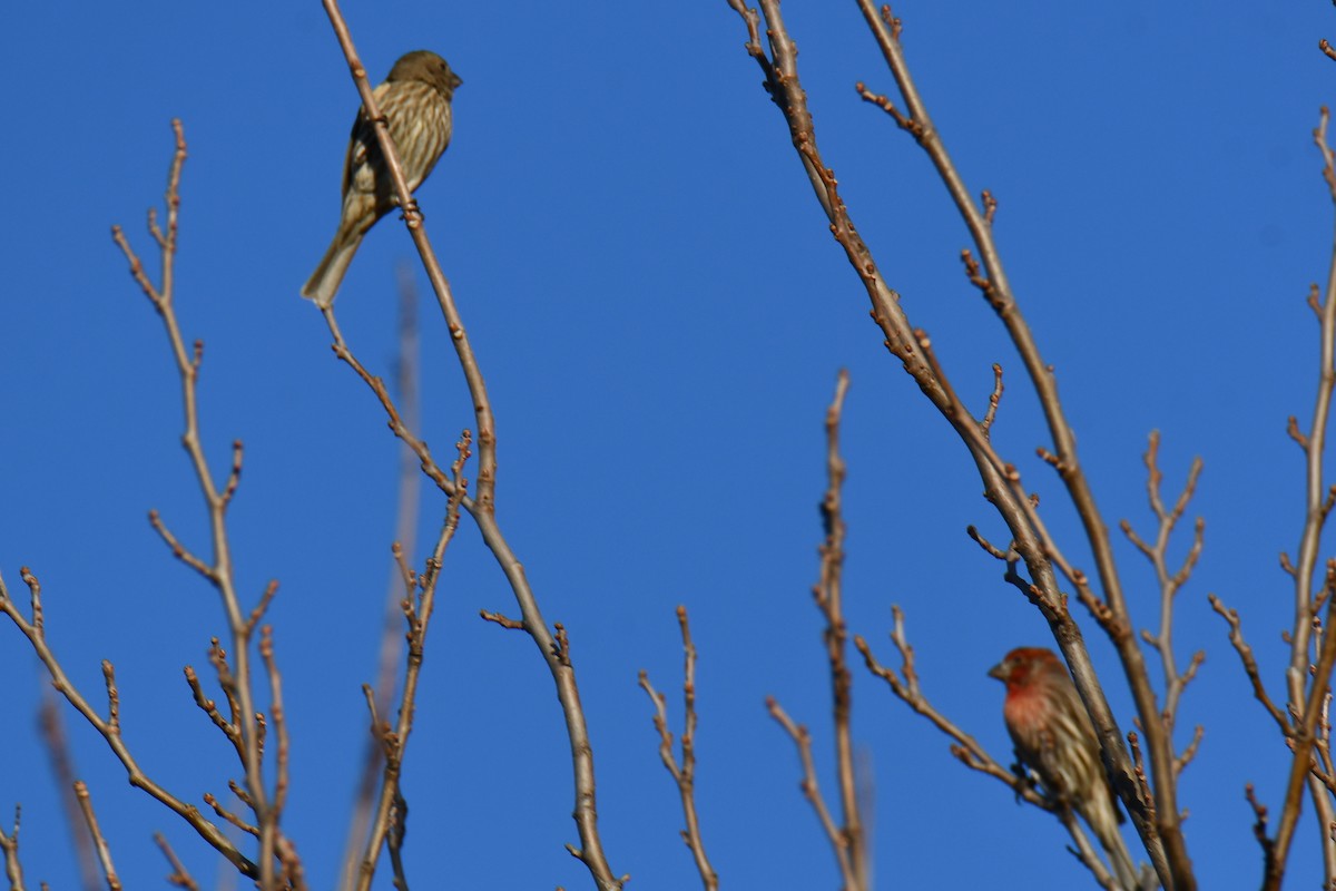 House Finch - ML647180799