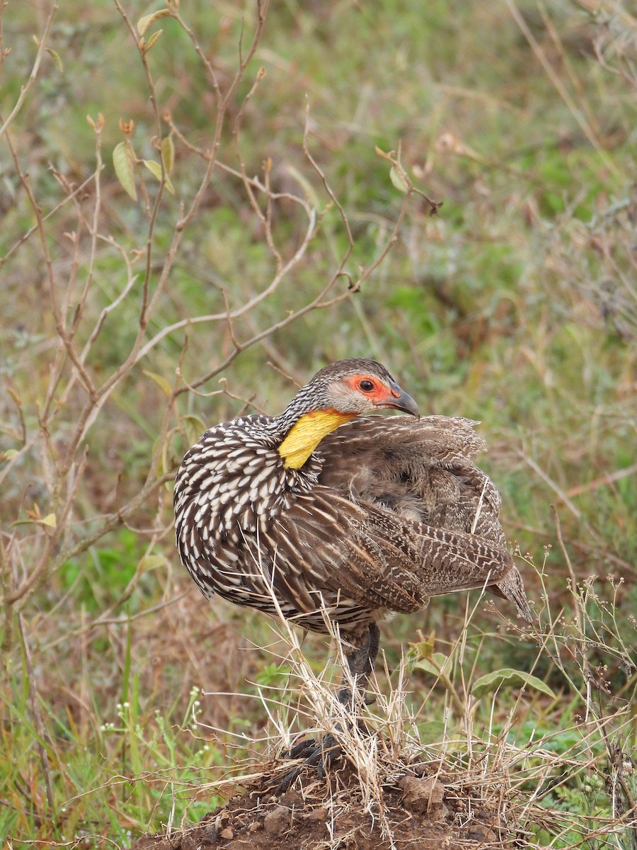 Yellow-necked Spurfowl - ML647180801
