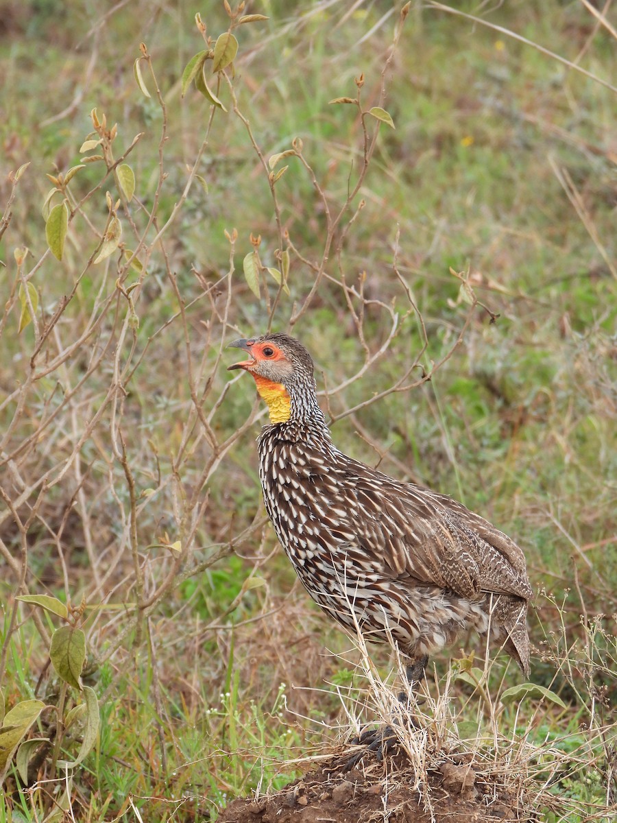 Yellow-necked Spurfowl - ML647180802