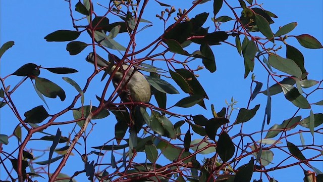 White-plumed Honeyeater - ML647180803