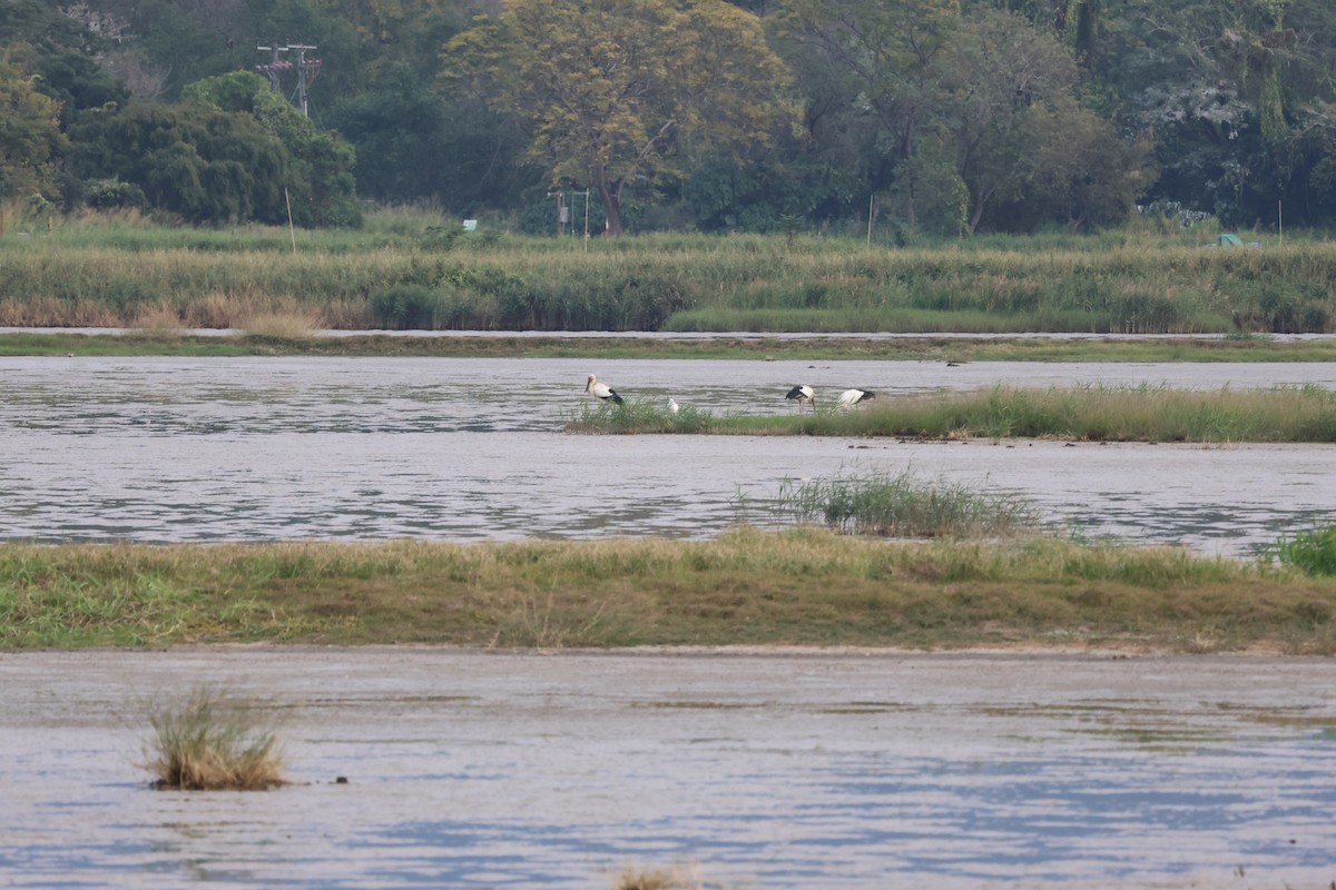 Oriental Stork - ML647180804