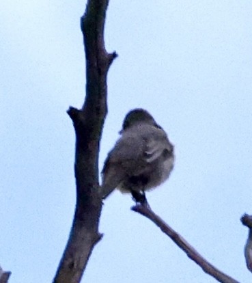 Townsend's Solitaire - ML647180806