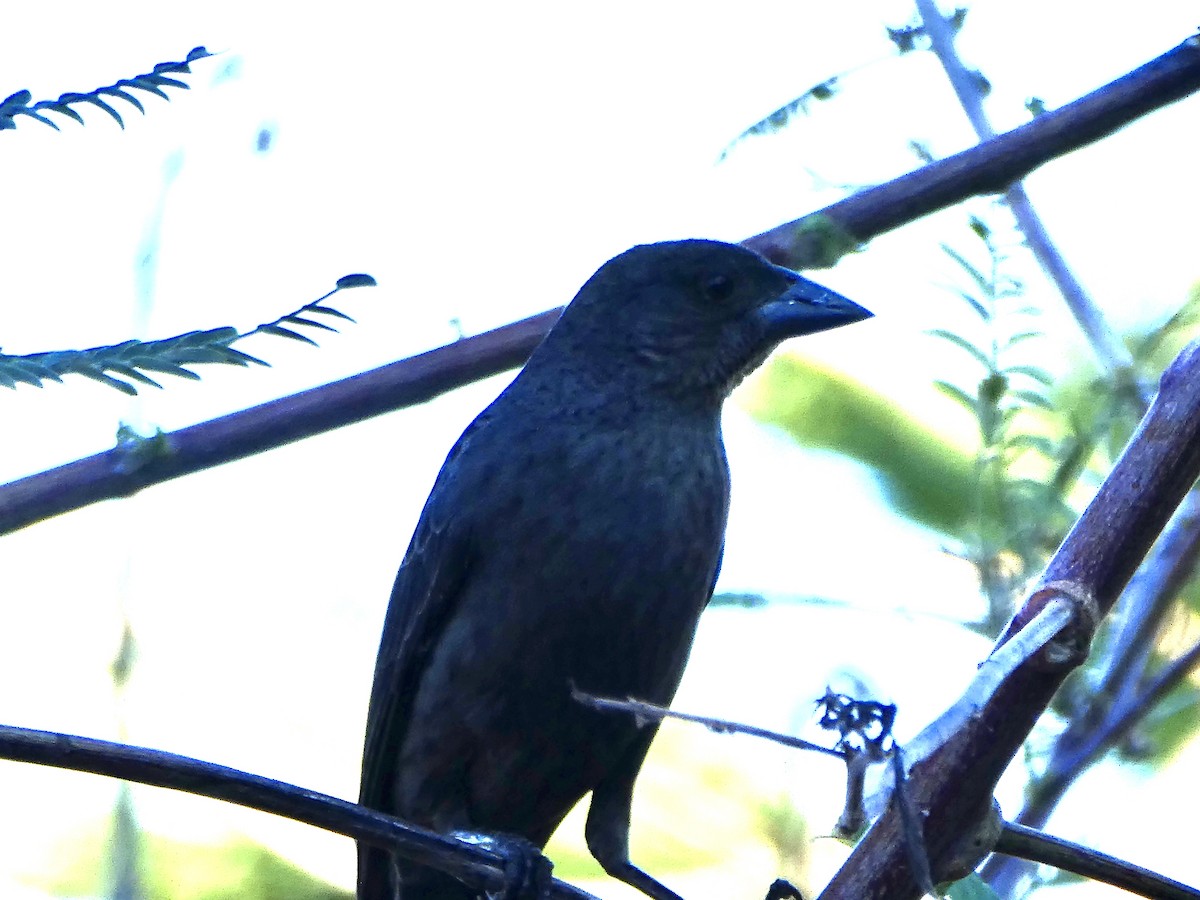 Blue-black Grassquit - ML647180807