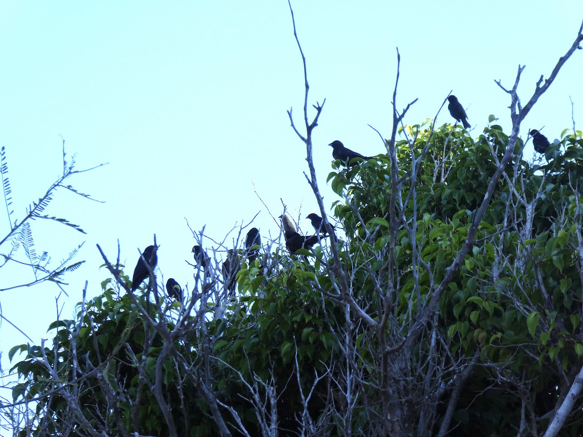 Blue-black Grassquit - ML647180808