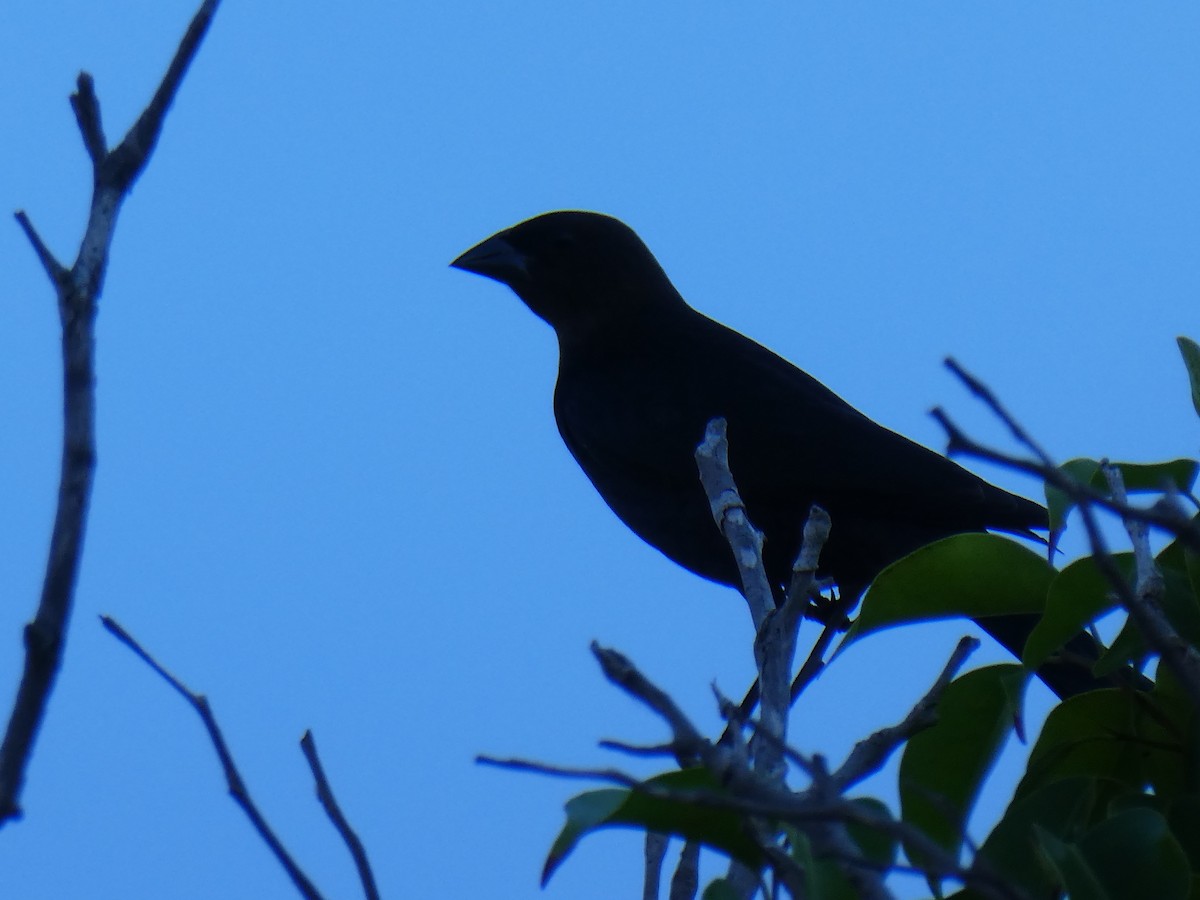 Blue-black Grassquit - ML647180809