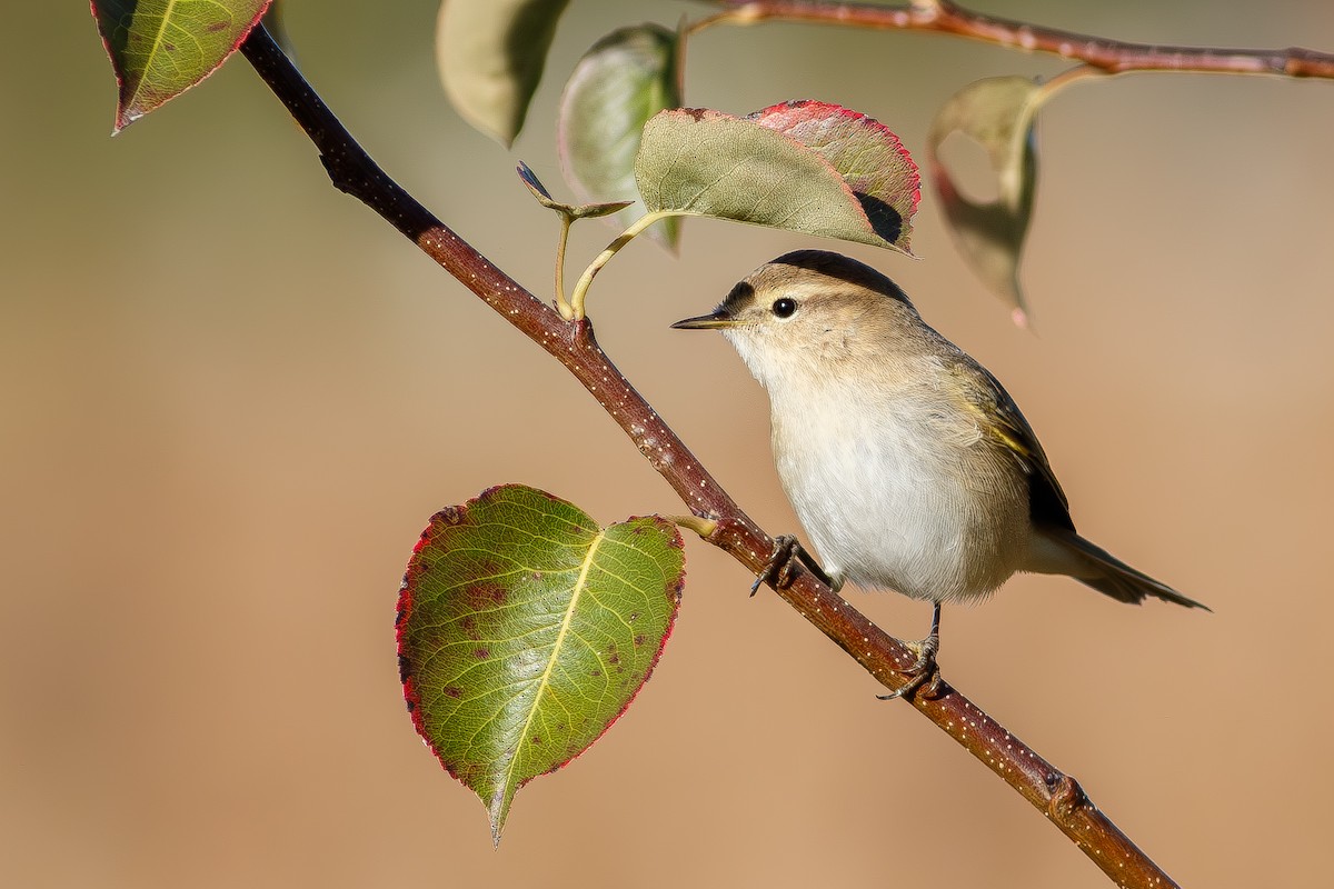 Common Chiffchaff - ML647180810