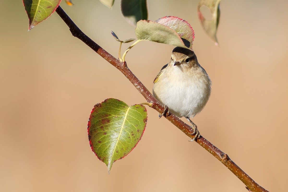 Common Chiffchaff - ML647180811
