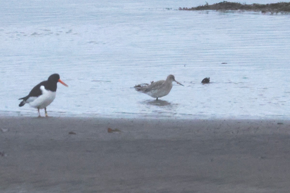 Bar-tailed Godwit - ML647180812