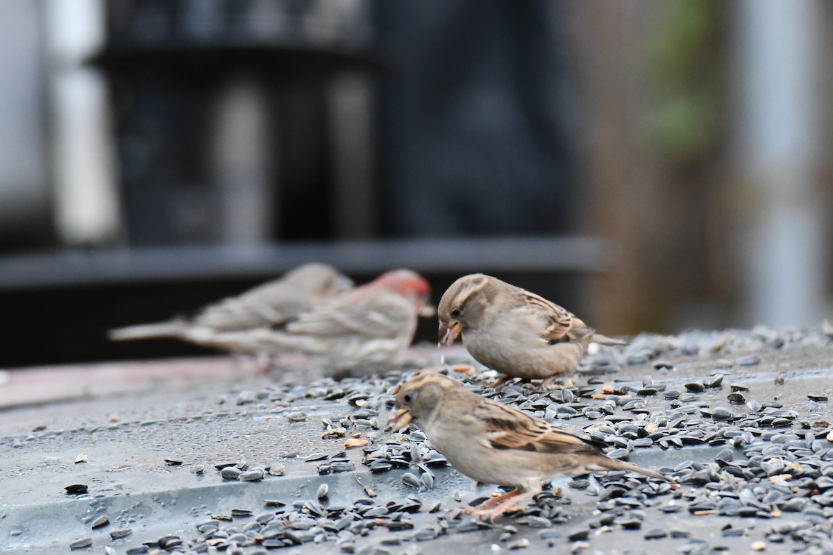 House Sparrow - ML647180813