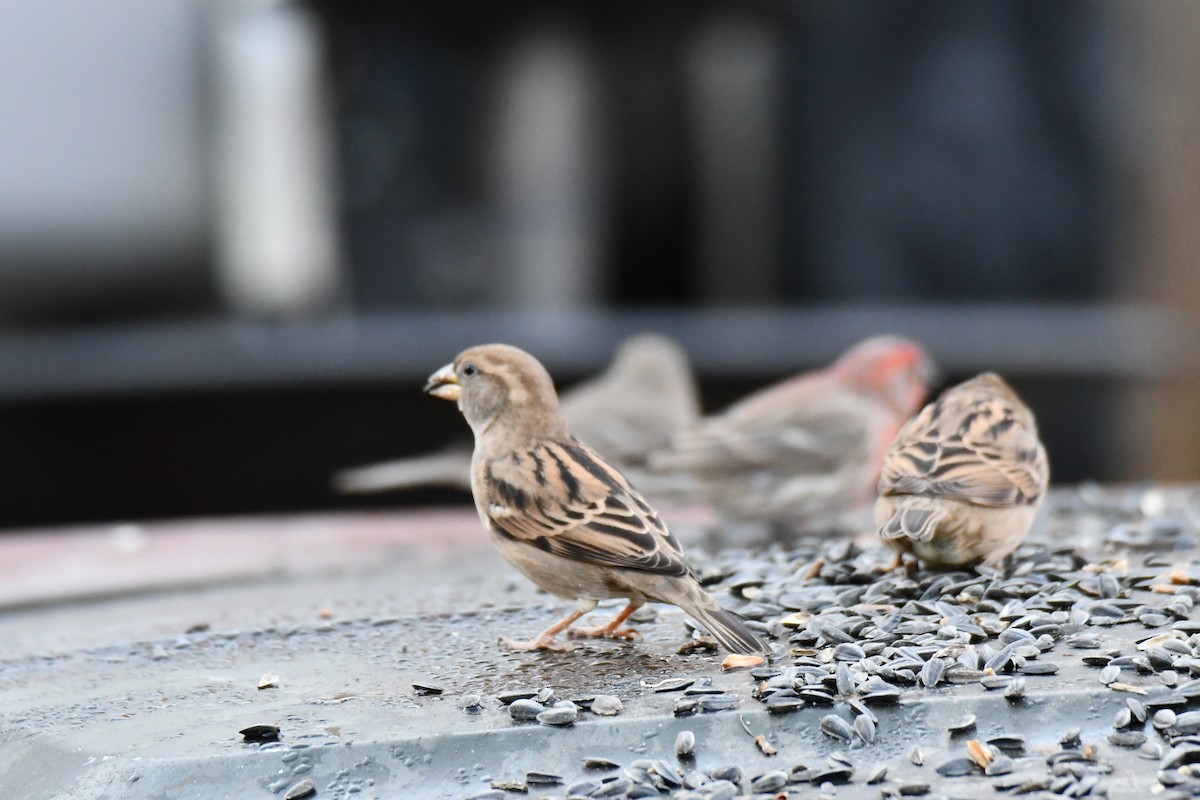 House Sparrow - ML647180814