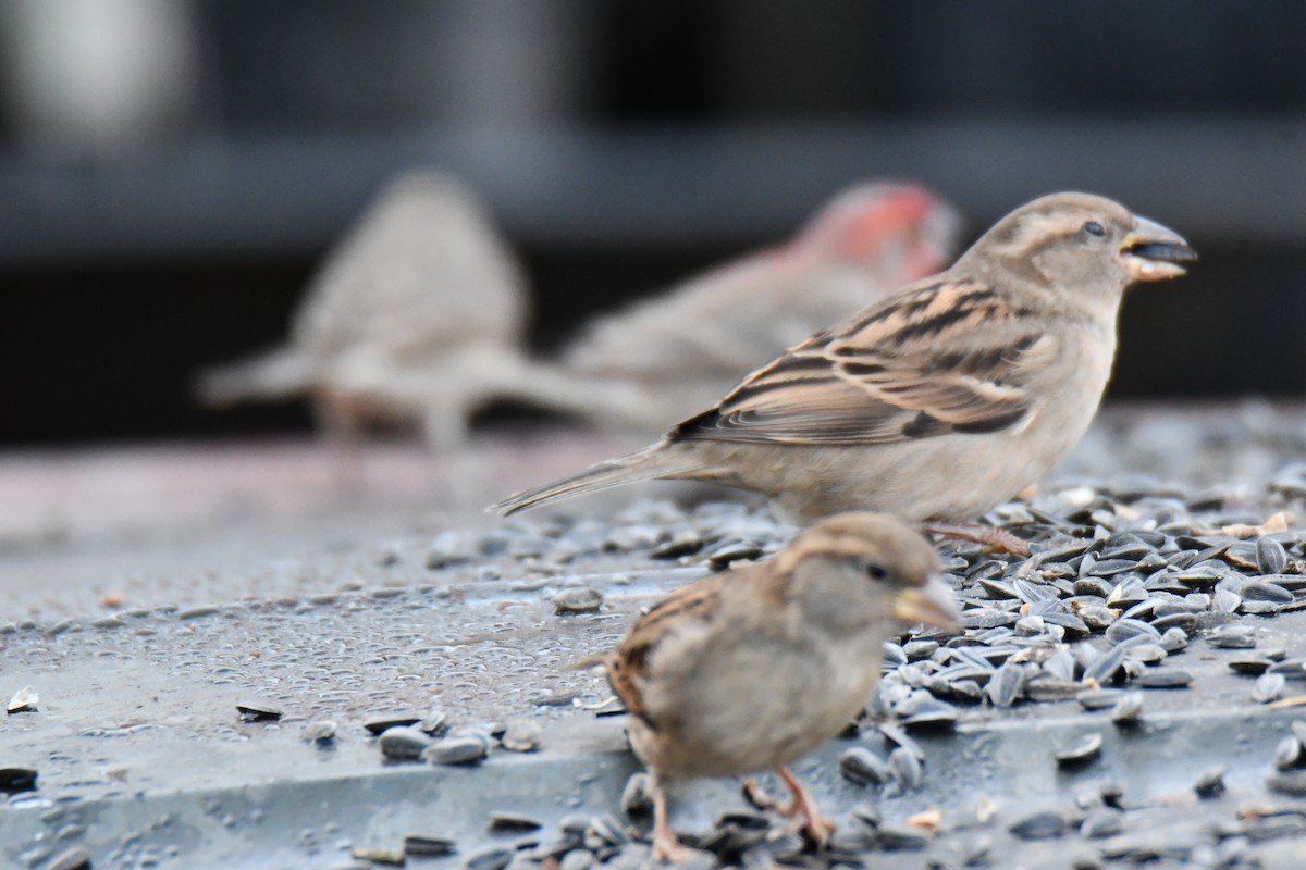 House Sparrow - ML647180815