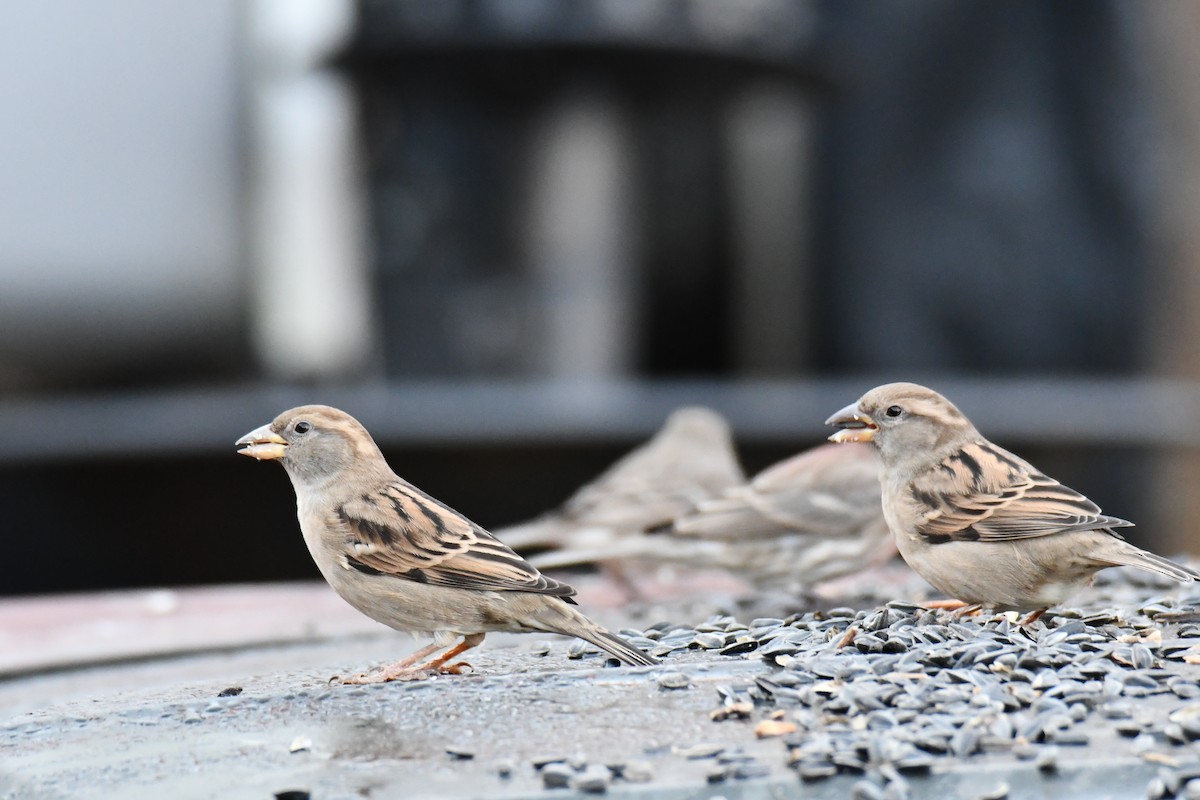 House Sparrow - ML647180816