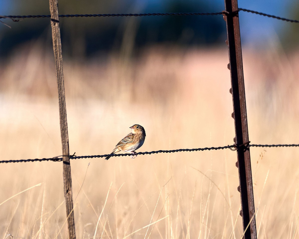 Grasshopper Sparrow - ML647180817