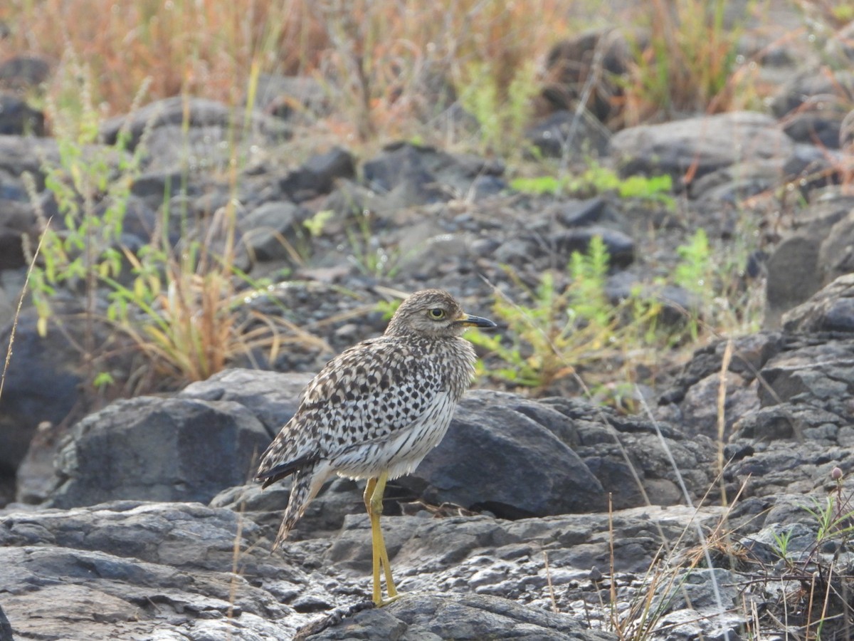 Spotted Thick-knee - ML647180818