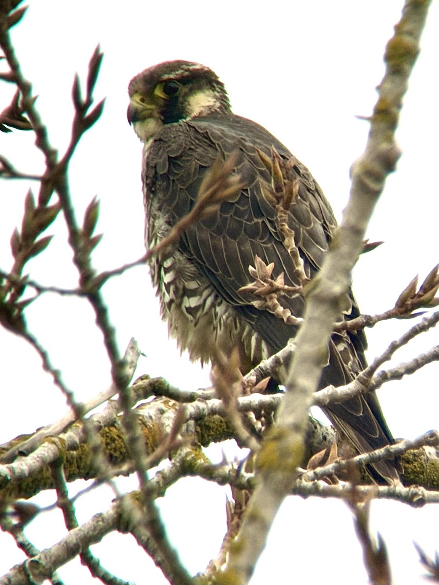 Peregrine Falcon - ML647180824