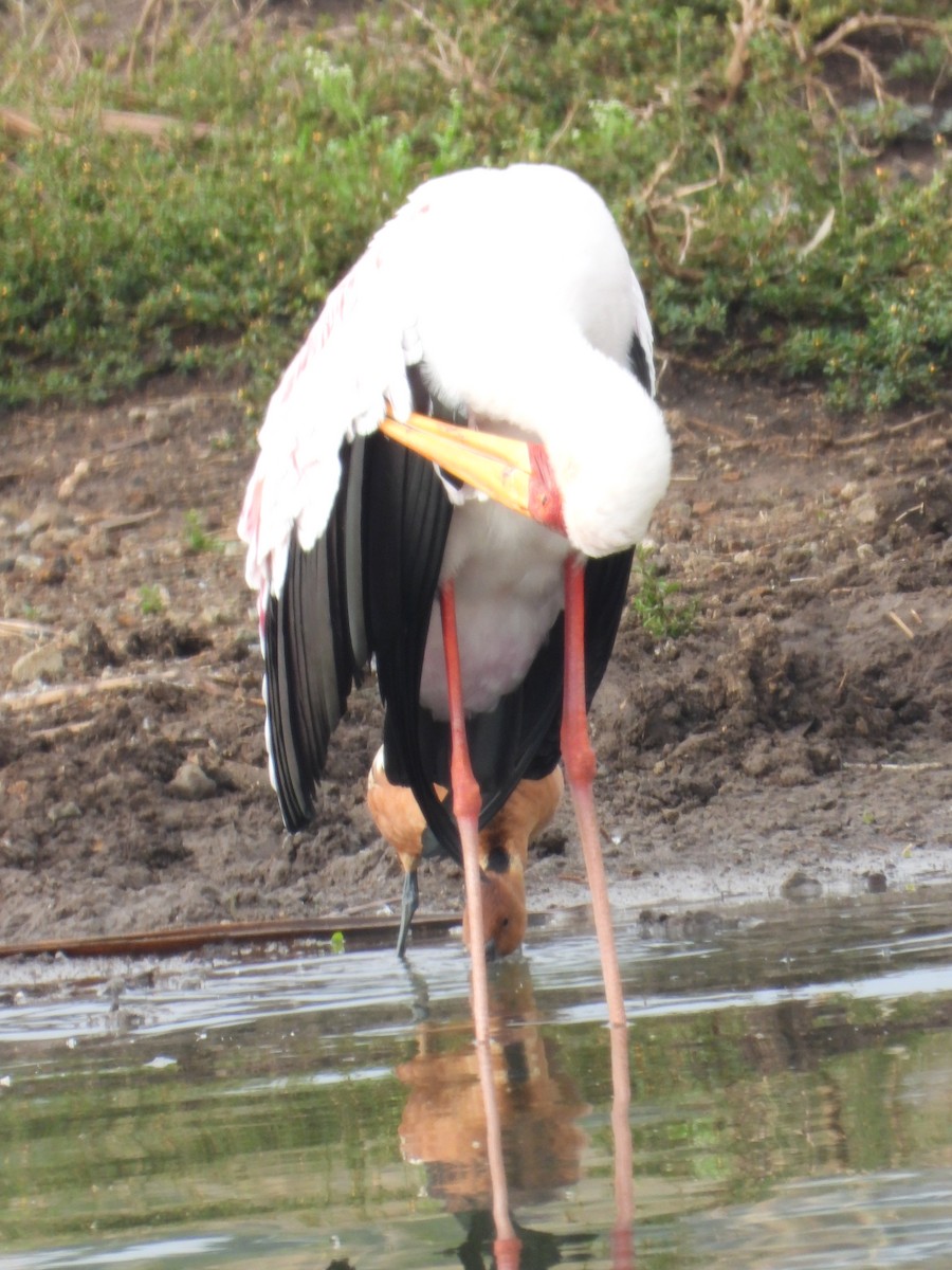Yellow-billed Stork - ML647180828