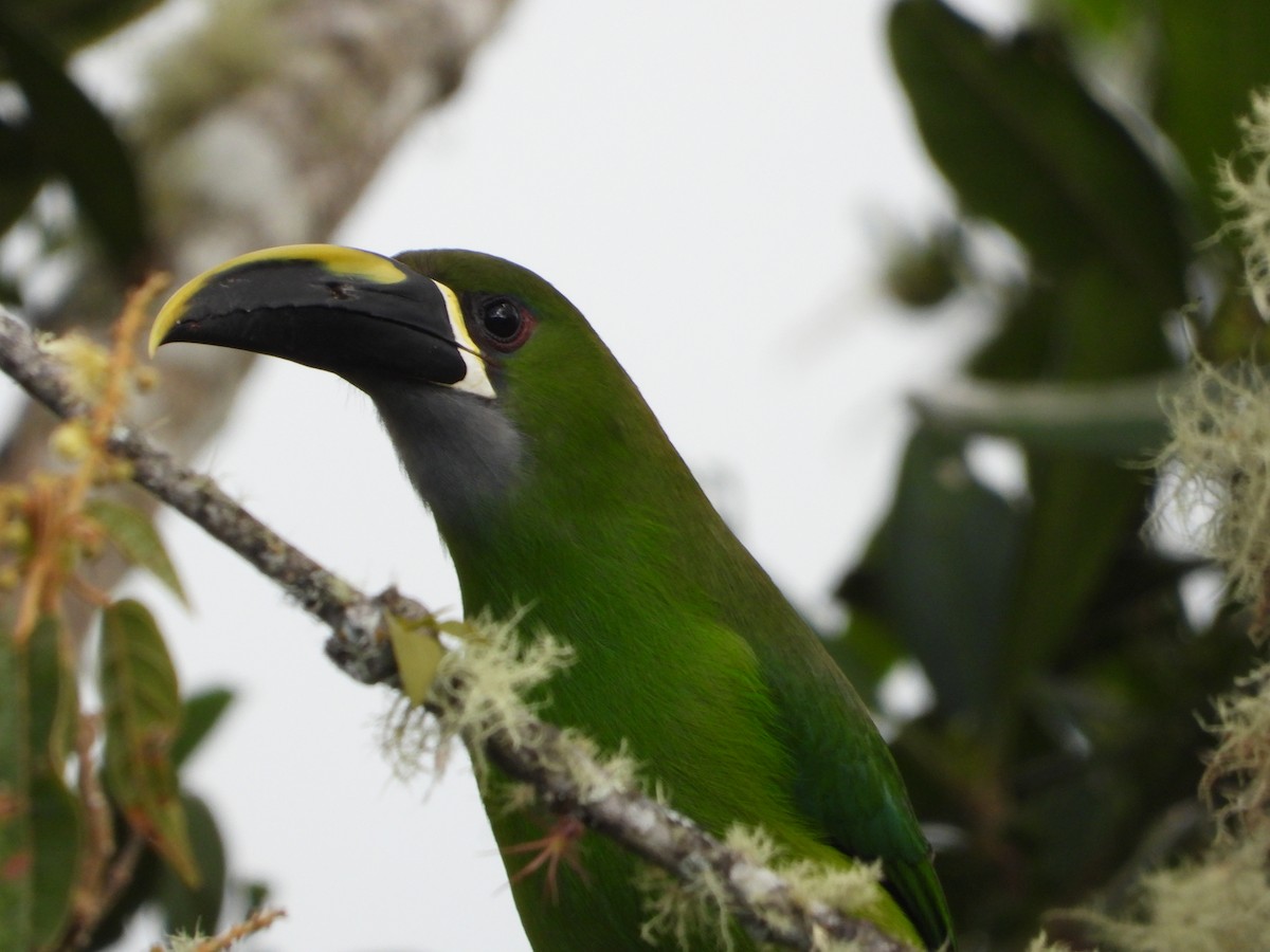 Southern Emerald-Toucanet - ML647180829