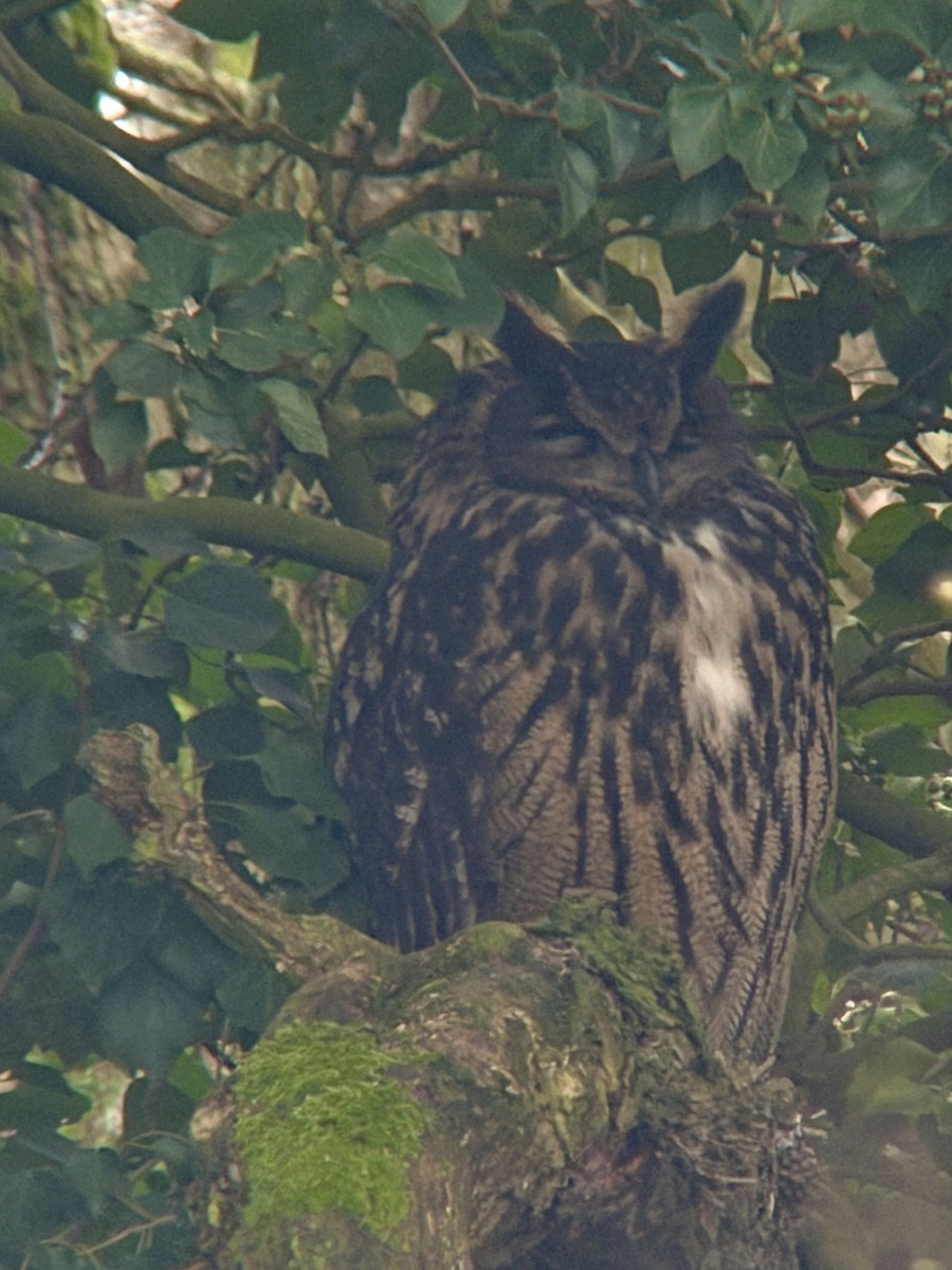 Eurasian Eagle-Owl - ML647180831
