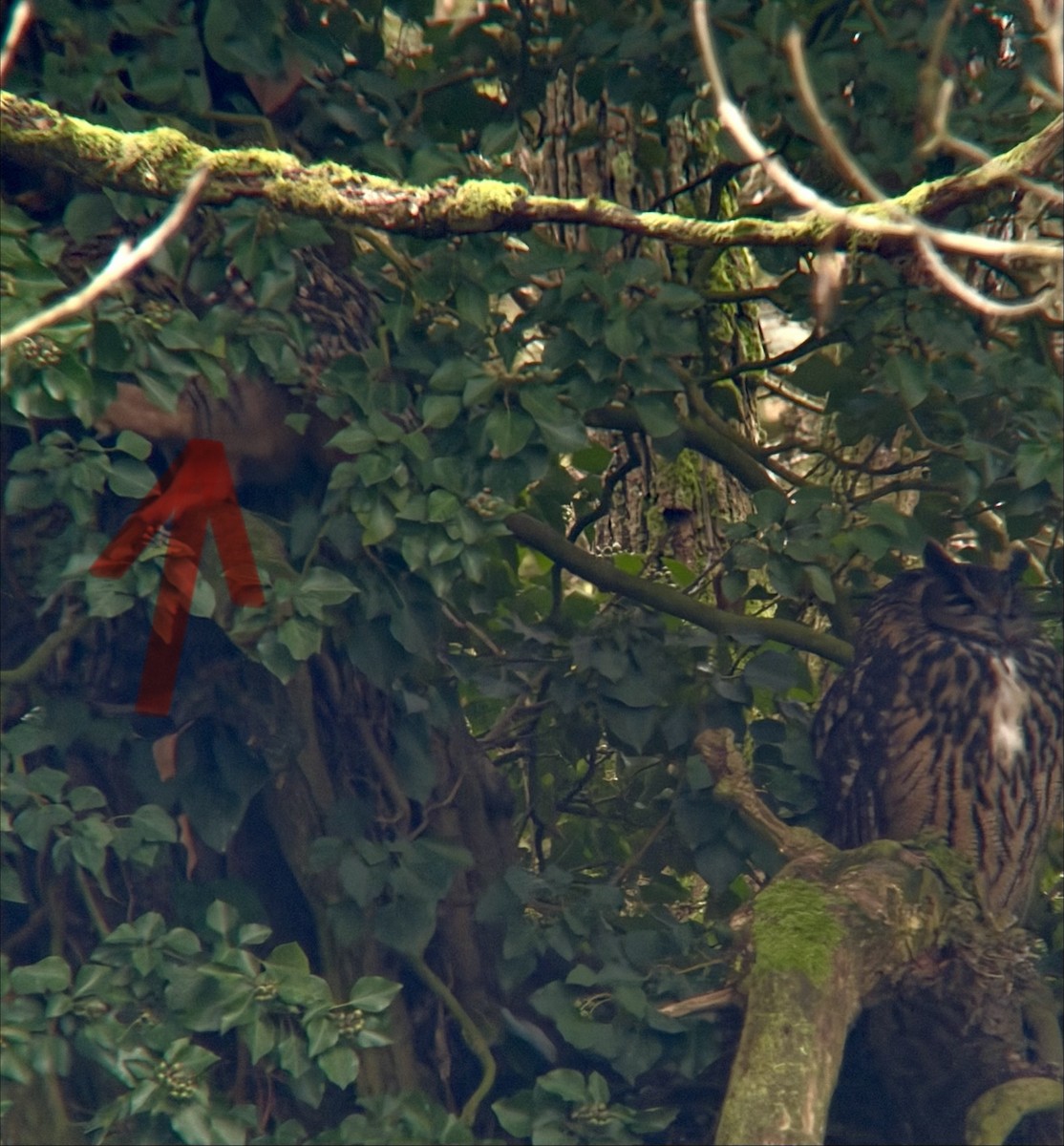 Eurasian Eagle-Owl - ML647180832