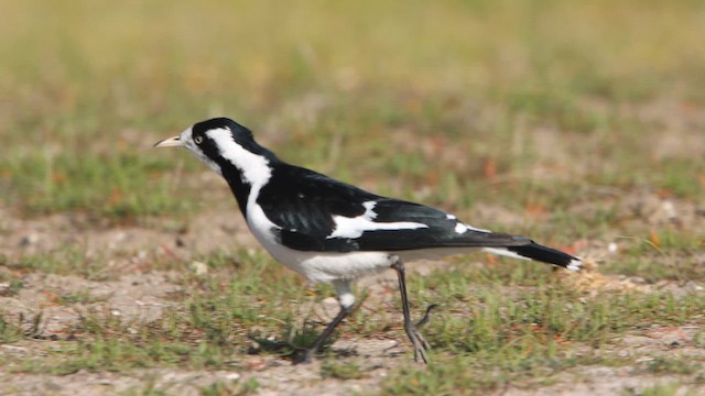 Magpie-lark - ML647180839
