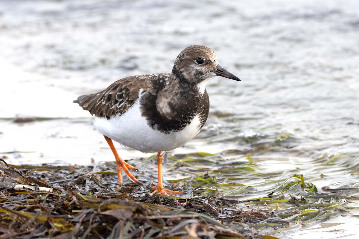 キョウジョシギ - ML647180840