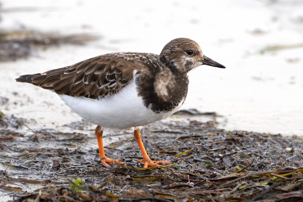 キョウジョシギ - ML647180842