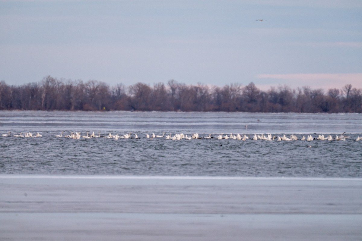 Лебідь чорнодзьобий (підвид columbianus) - ML647180850