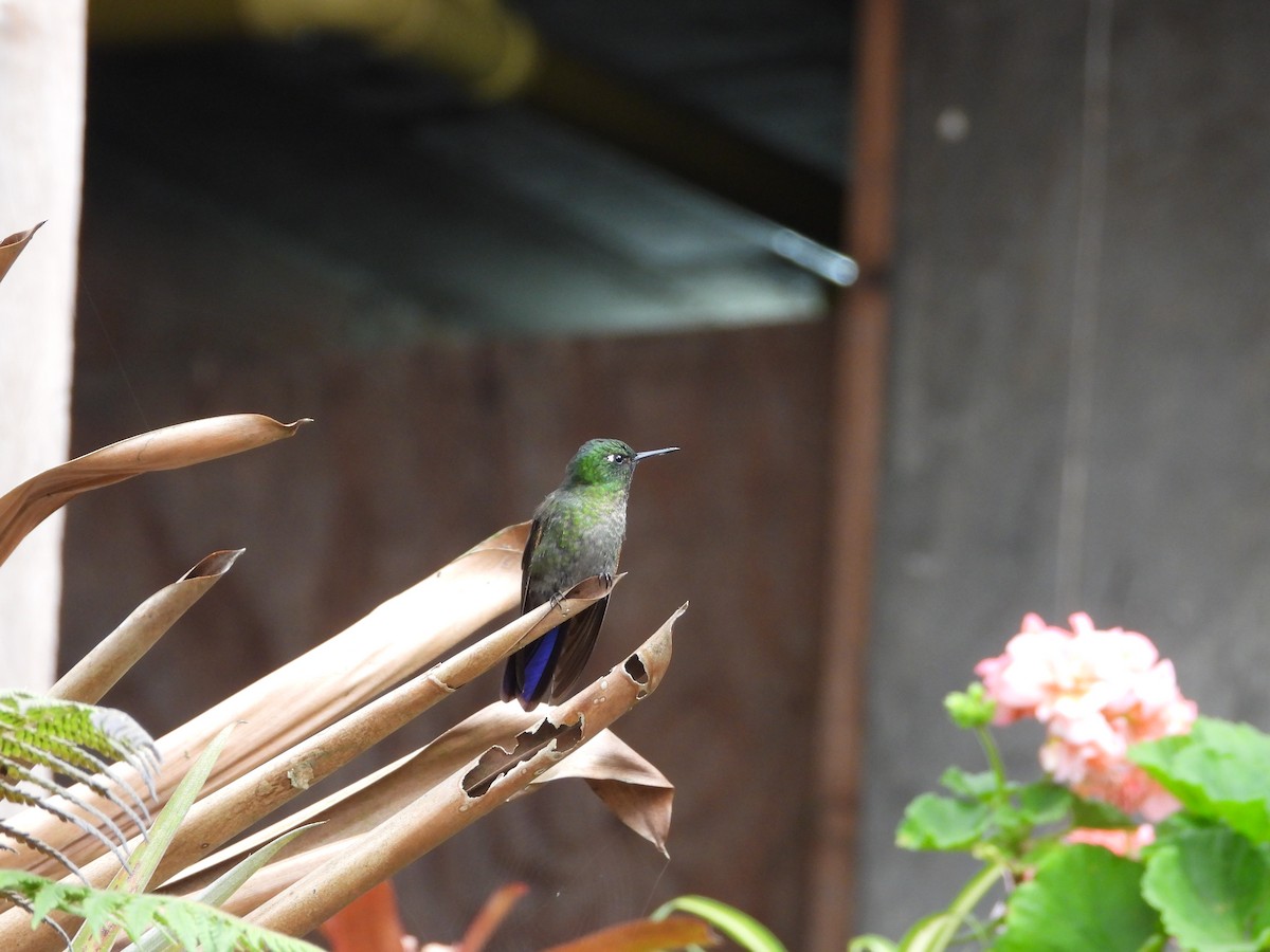 Tyrian Metaltail - ML647180851