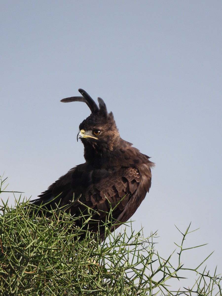 Long-crested Eagle - ML647180857