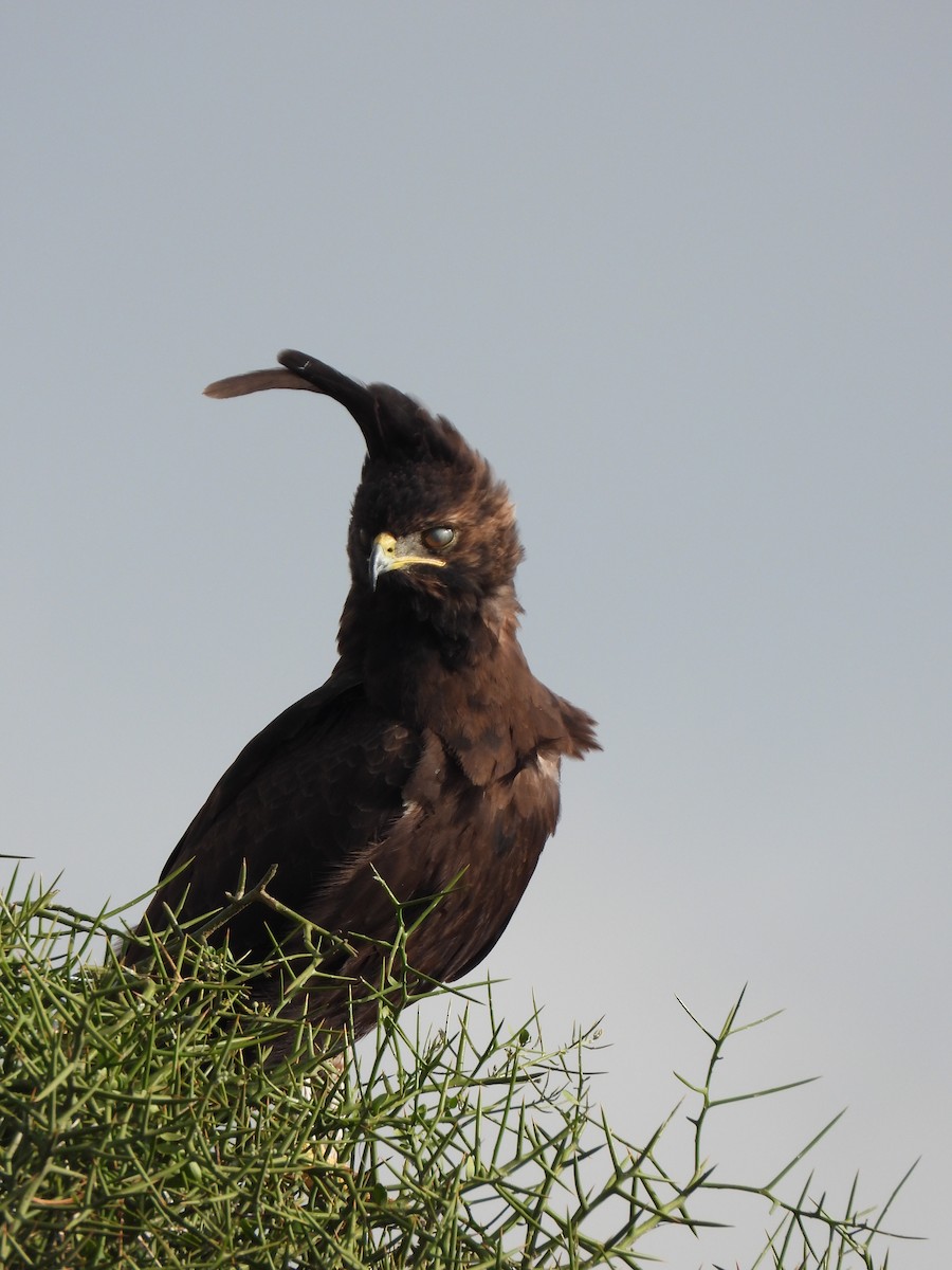 Long-crested Eagle - ML647180858