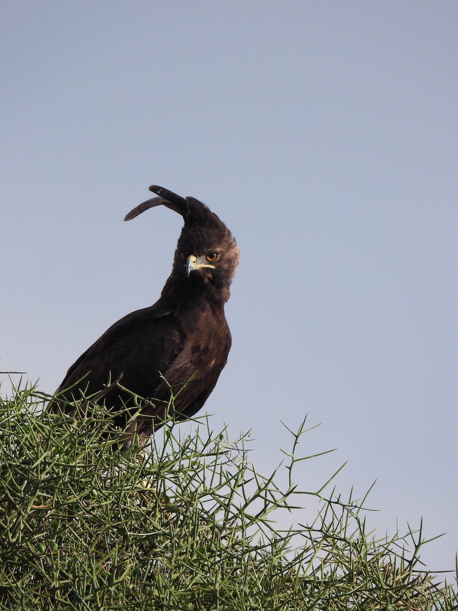 Long-crested Eagle - ML647180859