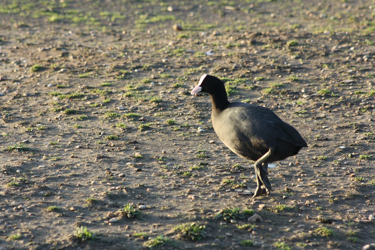 Eurasian Coot - ML647180864