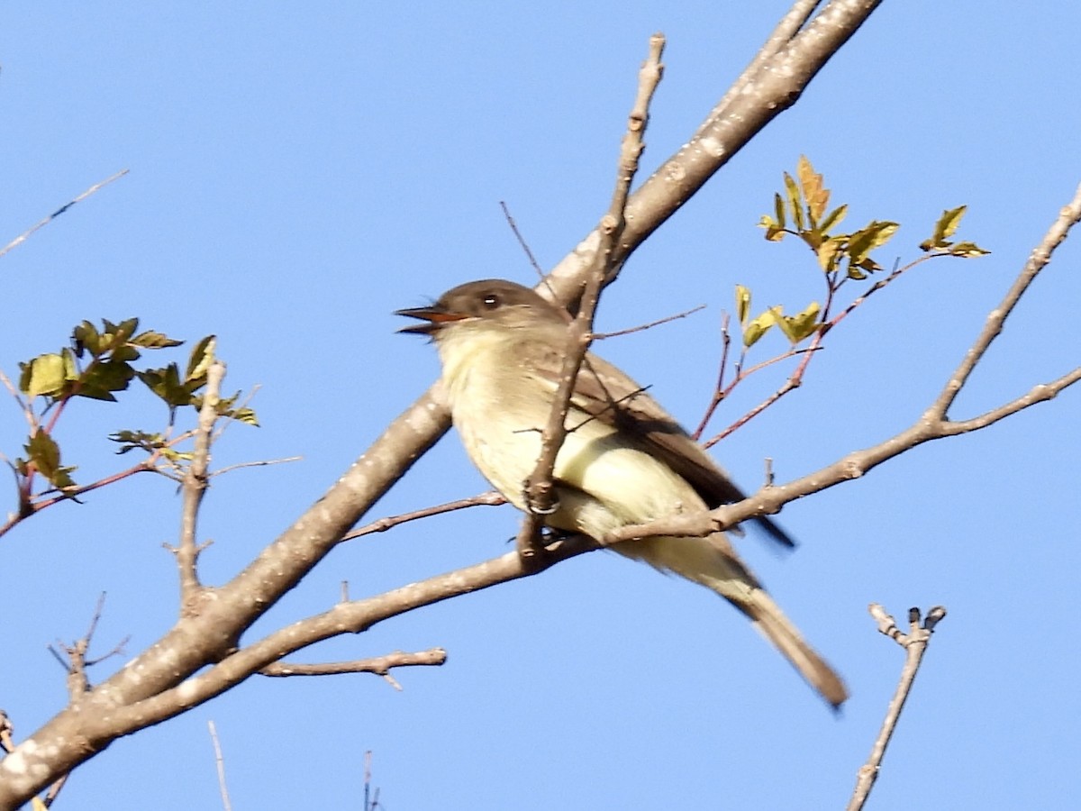 Eastern Phoebe - ML647180870