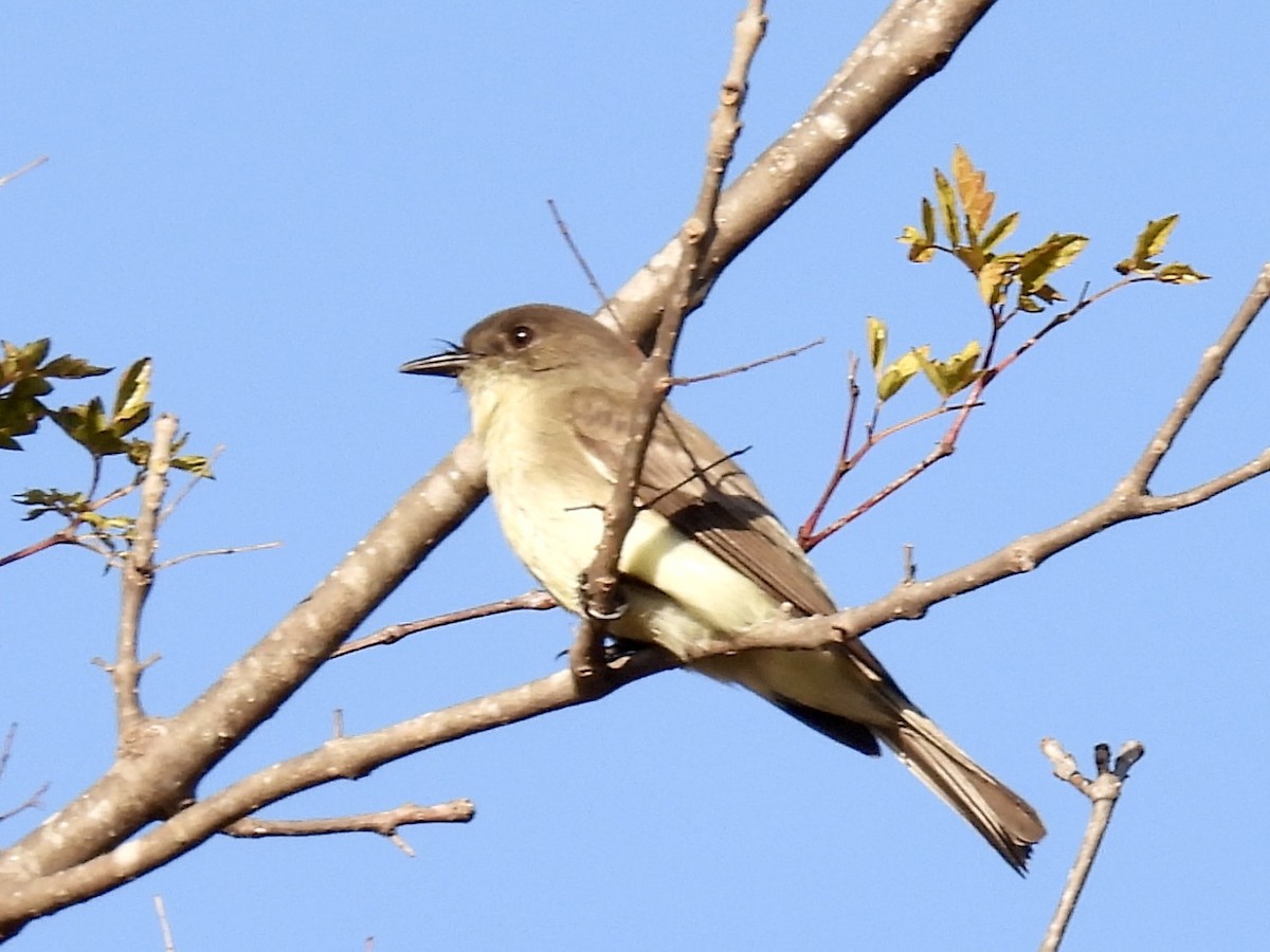 Eastern Phoebe - ML647180871