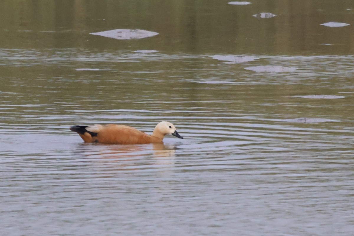 瀆鳧 - ML647180872