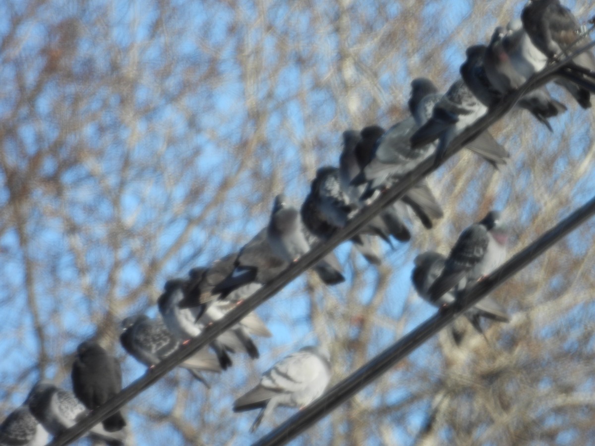 Kaya Güvercini (evcil tip) - ML647180875