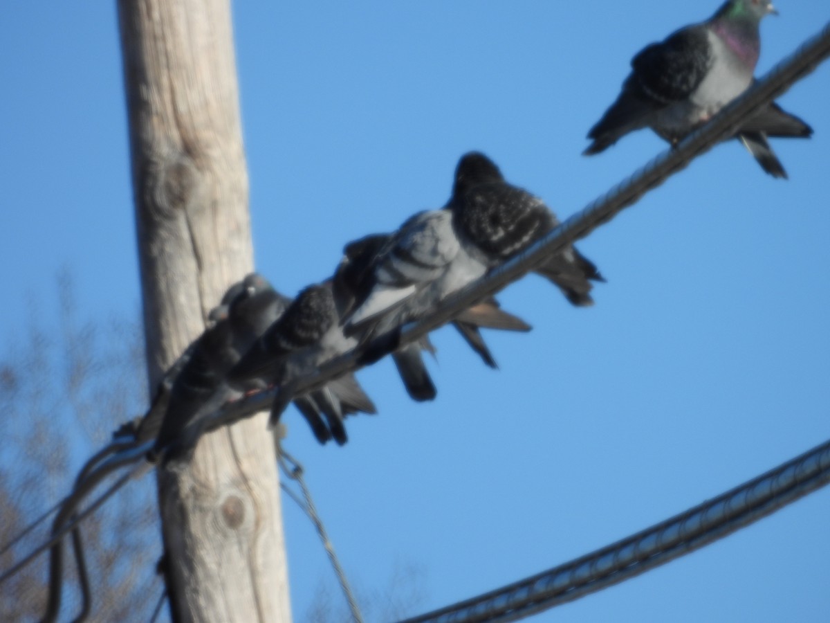 Kaya Güvercini (evcil tip) - ML647180879