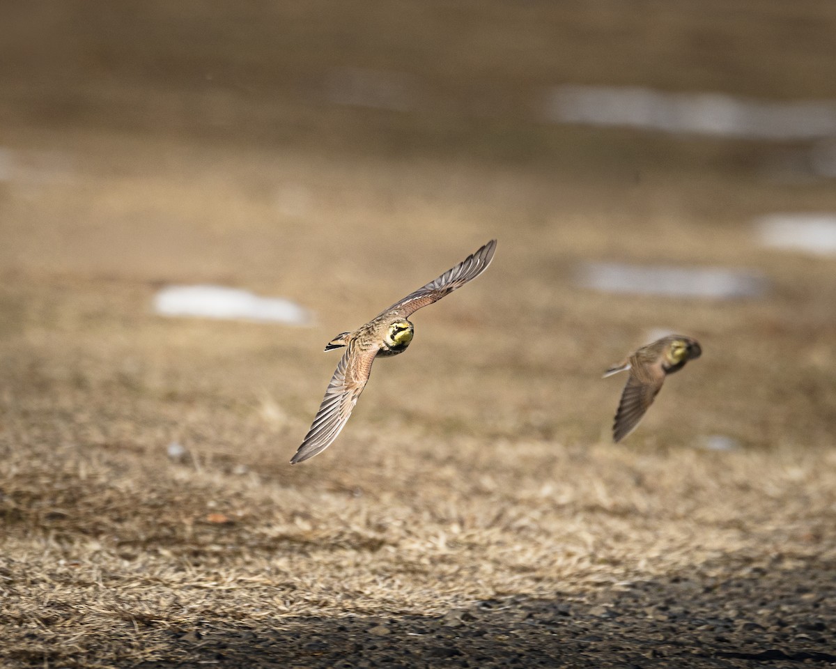 Horned Lark - ML647180881