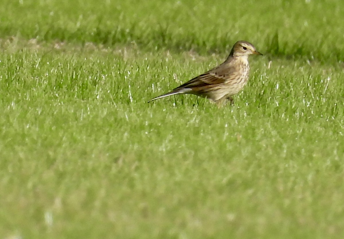 American Pipit - ML647180884