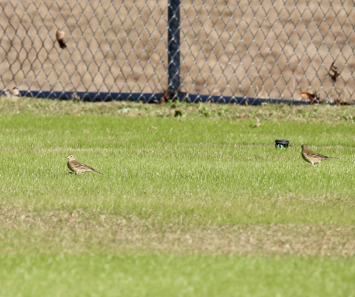 American Pipit - ML647180885