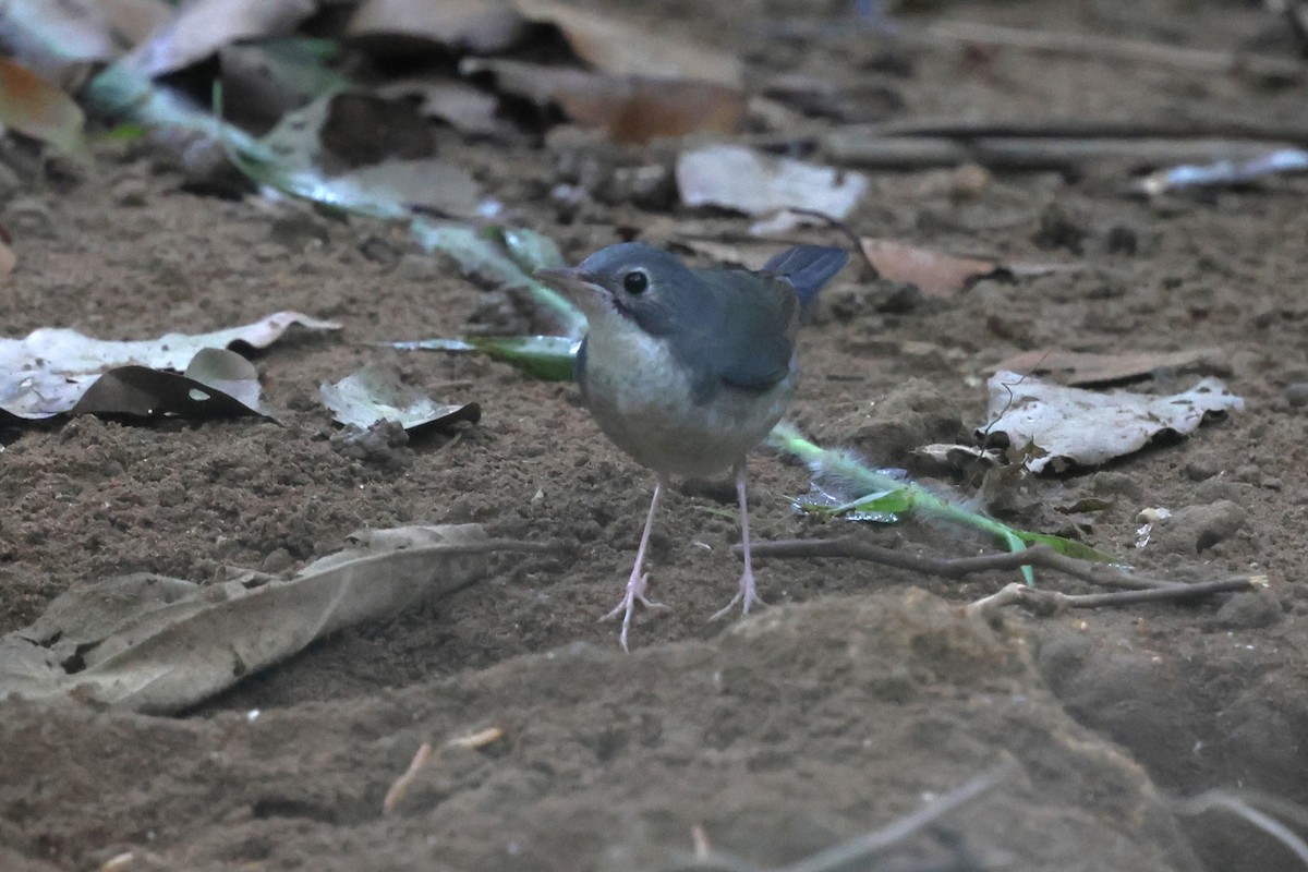 Siberian Blue Robin - ML647180886