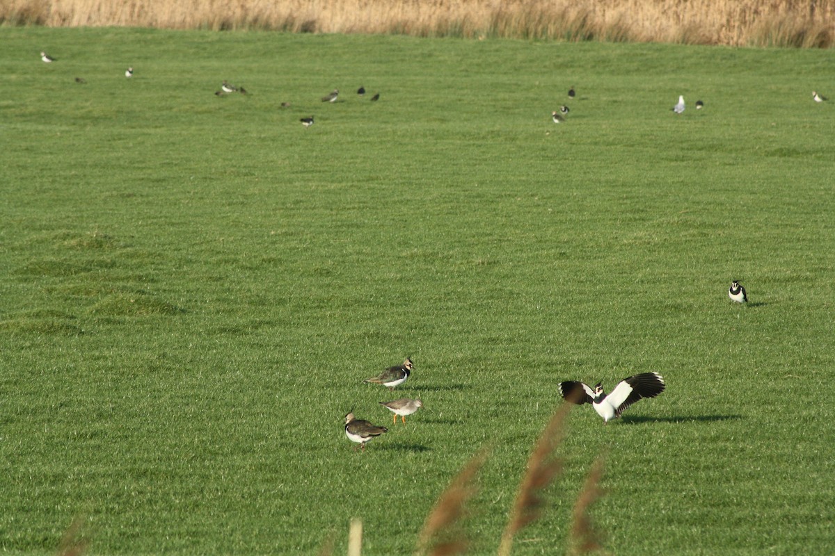 Northern Lapwing - ML647180897