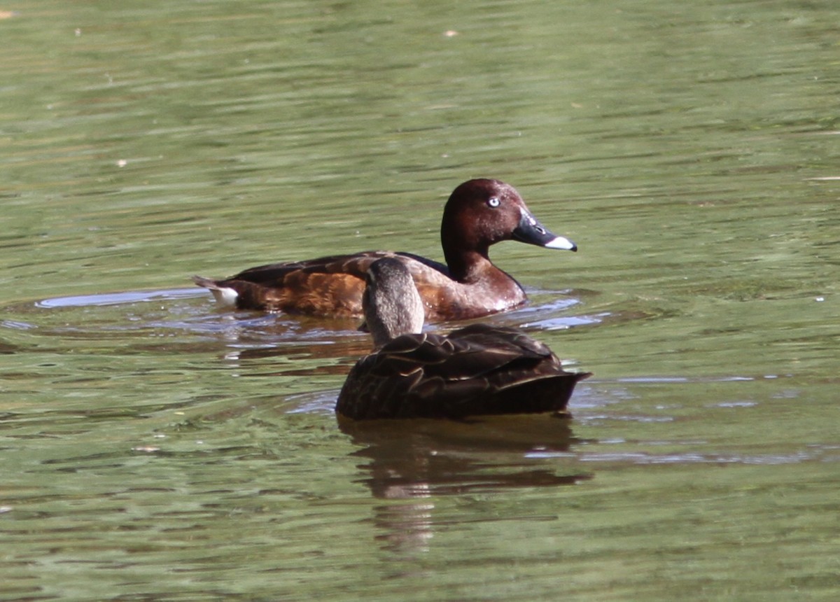 Hardhead - ML647180898