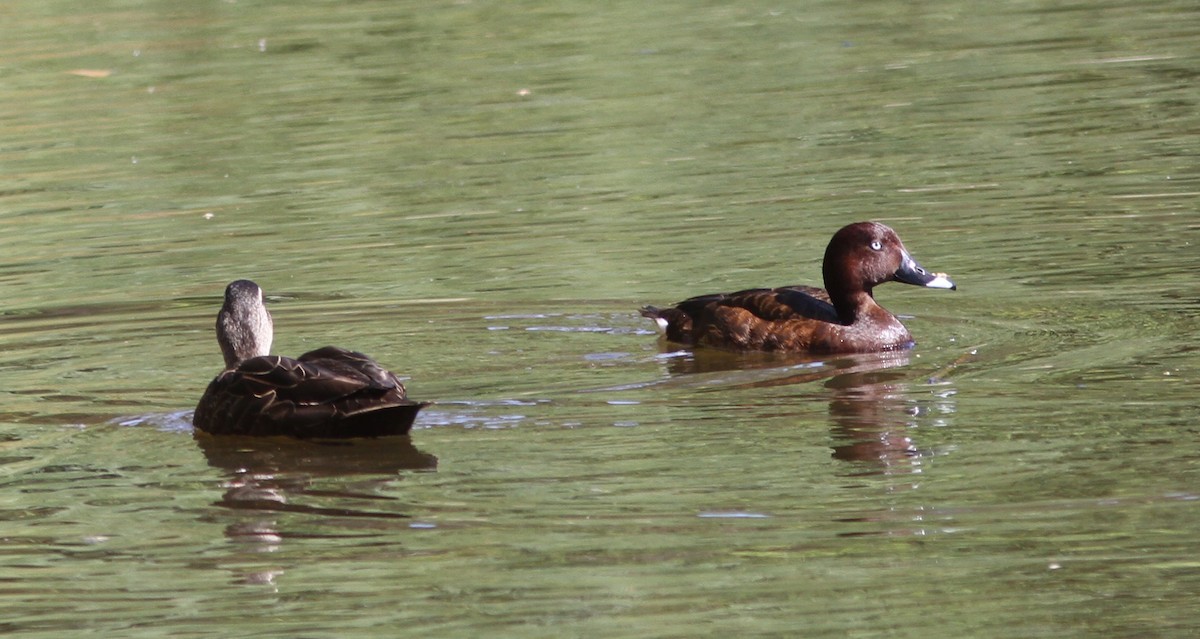 Hardhead - ML647180899