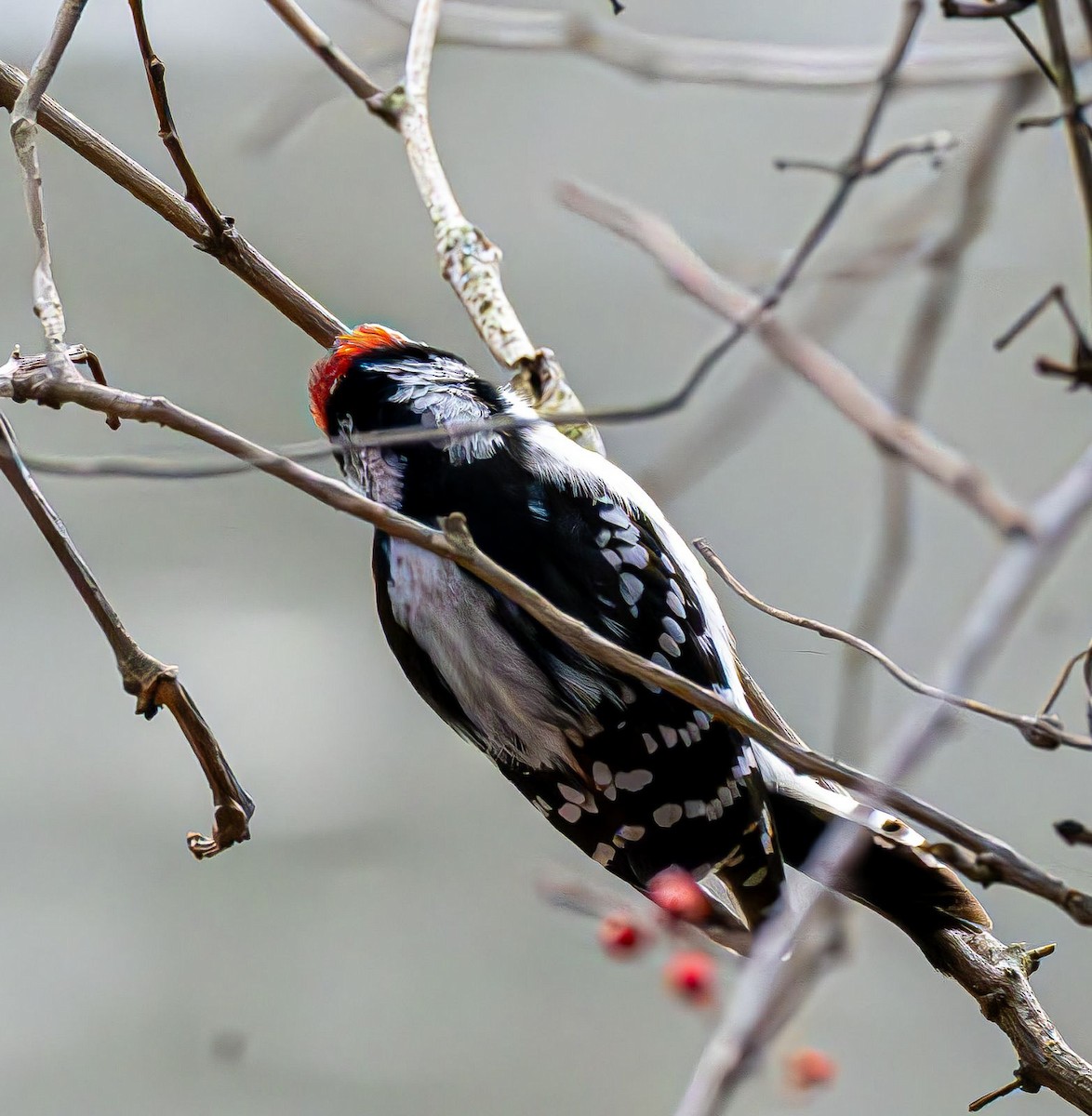 Pico Pubescente - ML647180901