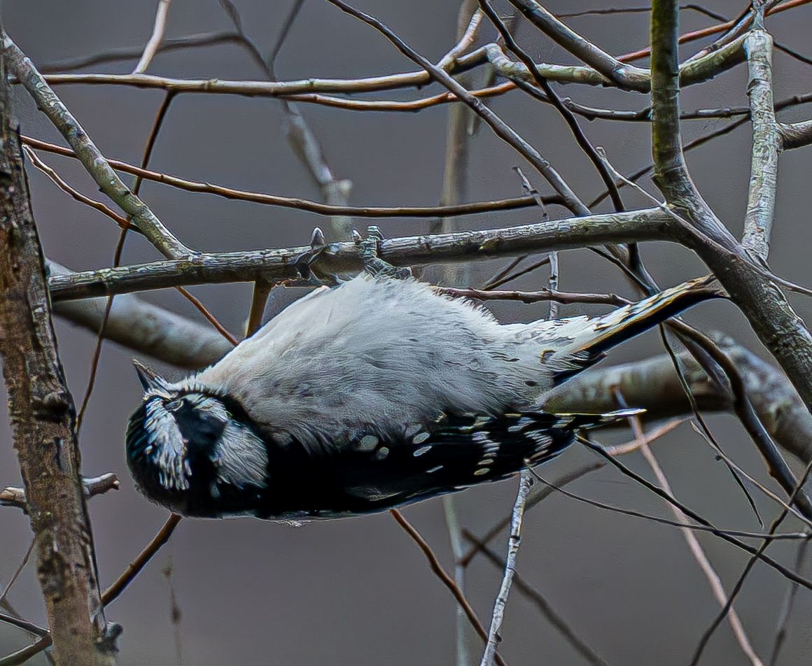 Pico Pubescente - ML647180902