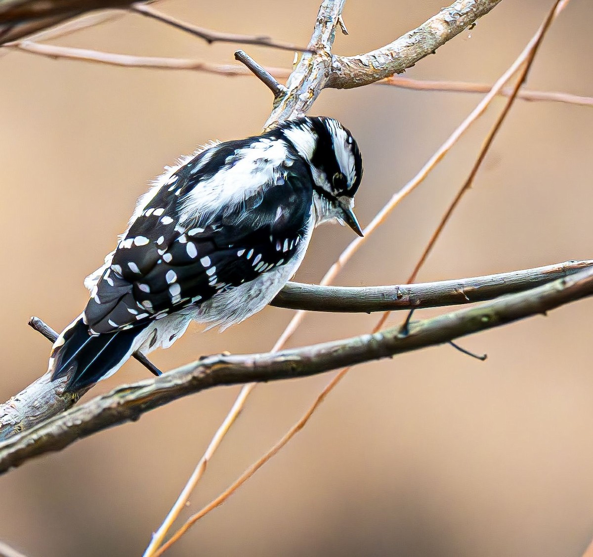 Pico Pubescente - ML647180903