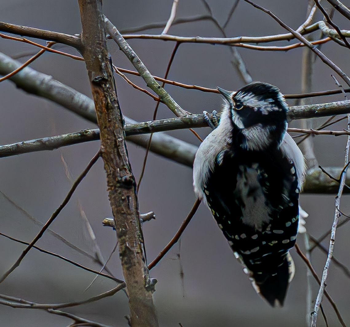 Pico Pubescente - ML647180904