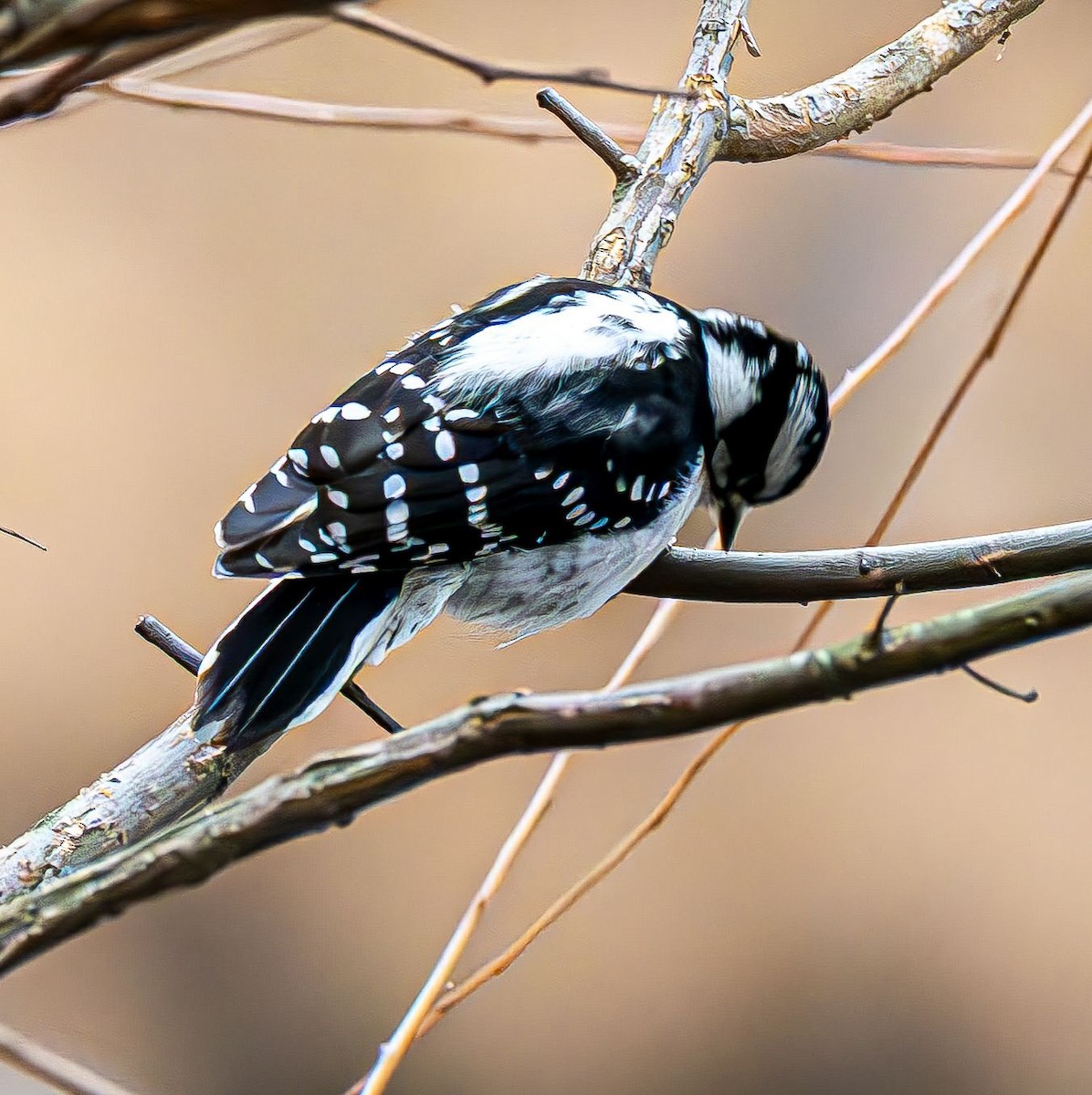 Pico Pubescente - ML647180905